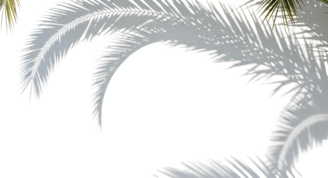 Palm tree fronds silhouette against dark background