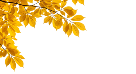 Golden autumn leaves against a dark background