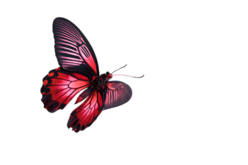 Crimson Rose Butterfly Mid-Flight with Wing Blur and Motion Effect, Dynamic Angled View, Isolated on Transparent Background
