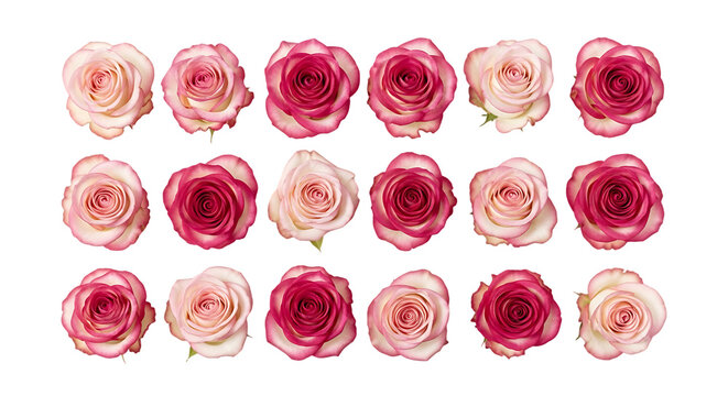 Rows of pink and red roses on black background - Powered by Adobe