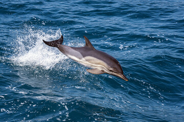 Fototapeta premium Dolphin jumping over the waves in black sea.