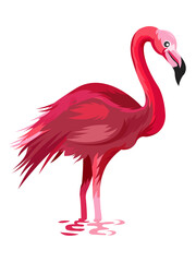 Elegant pink flamingo standing in shallow water isolated