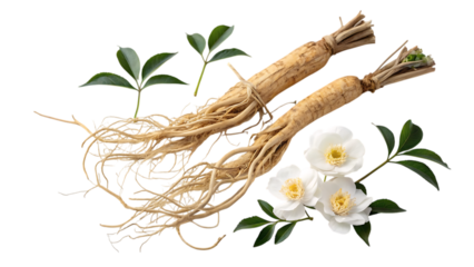 Two fresh raw ginseng roots with delicate white flowers and green leaves isolated on transparent background