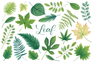 Collection of diverse green and yellow autumn leaves and branches with artistic watercolor texture isolated on transparent background