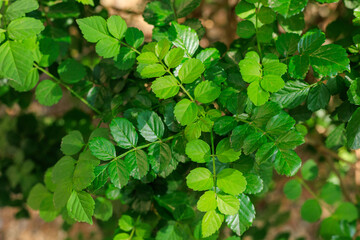 Cape Honeysuckle Fresh Geen Spring Foliage, close up