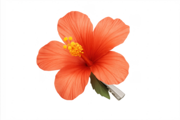 Orange hibiscus hair clip accessory on transparent background