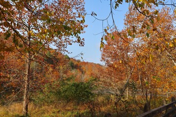 autumn in the forest