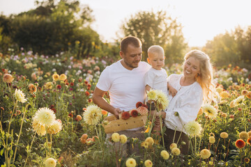 Happy family picking dahlias in flower garden