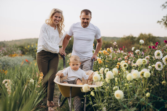 Happy family pushing baby in wheelbarrow through dahlia garden