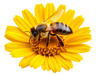 Close-Up Honeybee Collecting Nectar from Bright Yellow Flower – Macro Nature PNG Isolated