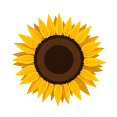 Vibrant yellow sunflower with dark brown center isolated on a black background