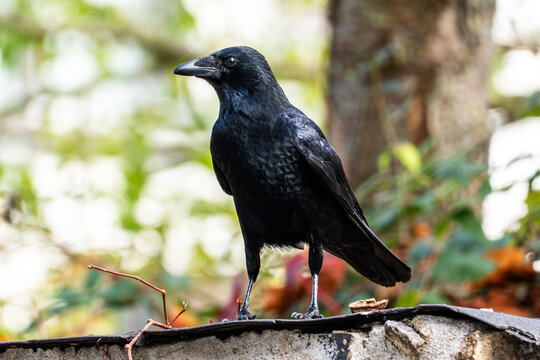 Crow perched on a wall looking for food. Blurred tree branches in the background create a soft natural atmosphere in this wildlife scene.