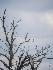 A graceful white egret perches on a long, bare tree branch of a dead tree, framed by a soft cloudy sky in a tranquil and minimalistic wetland landscape.