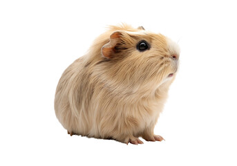 Fototapeta premium Isolated Silkie guinea pig on a Transparent Background.