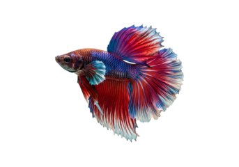Isolated Siamese fighting fish on a Transparent Background.