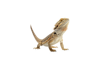 Obraz premium Isolated central bearded dragon on a Transparent Background.