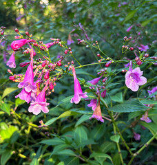 Strobilanthes hamiltoniana also known as the Chinese Rain Bell