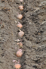 Seed potatoes are planted in rows in the soil before wrapping