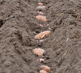 Seed potatoes are planted in rows in the soil before wrapping