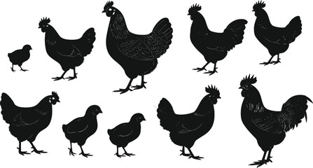 Set of chicken silhouettes in various poses, rooster and hen farm birds, side view poultry vector for animal illustration design