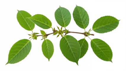 Fototapeta premium Fresh green leaves and stem of a plant, showing the natural beauty of foliage.