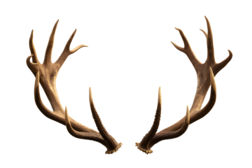 A pair of majestic deer antlers isolated on transparent background