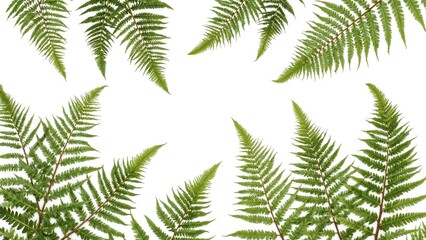 Ferns with green leaves on a white background. Botanical foliage or plant leaves in a natural pattern. Vegetation and nature, botanical themes.