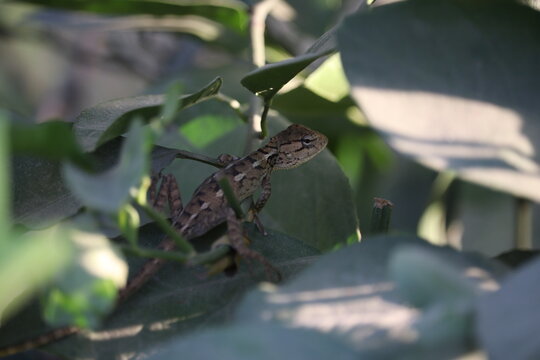 Oriental Garden Lizard Resting on Green Leaves &ndash; Calotes versicolor Wildlife Photography