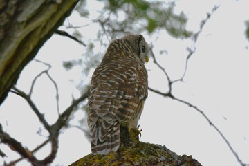 Owl perched in the Tree