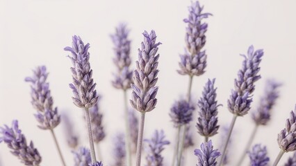 Fototapeta premium Close-up of lavender flowers with purple hues, showing delicate petals and stems, emphasizing the natural beauty and fragrance of lavender.