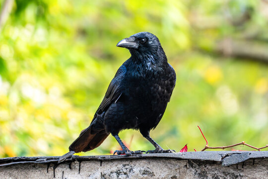 Close-up of a crow perched on a wall with green bokeh background. The glossy black feathers shimmer beautifully in soft natural light.