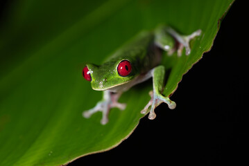 Red-eyed tree frog in Costa Rica 