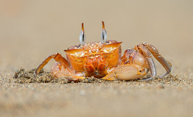 Ghost crab on the beach in Costa Rica 