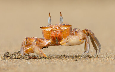 Ghost crab on the beach in Costa Rica 