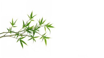 Fototapeta premium Green bamboo leaves and stem isolated on white background.