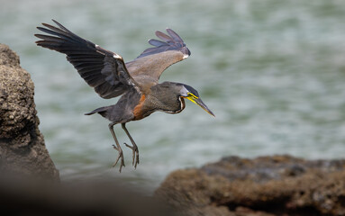 A tiger heron in Costa Rica 