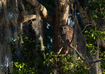 A barred owl in Florida 