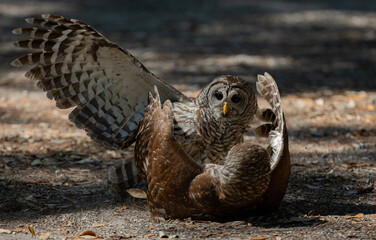 A barred owl in Florida 