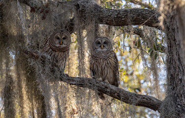 A barred owl in Florida 