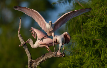 Fototapeta premium Roseate spoonbill in south Florida 