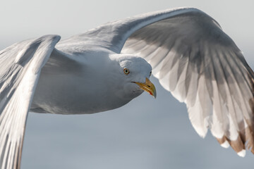 Close-Up Portrait Of A European Herring Gull (Larus Argentatus)
