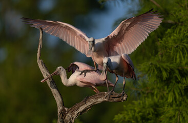Fototapeta premium Roseate spoonbill in south Florida 