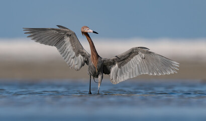 Reddish egret fishing on a beach