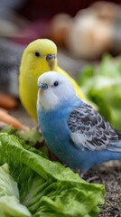 Bright blue and yellow budgerigars munch on fresh parsley in their comfortable space, showing lively interaction and enjoyment