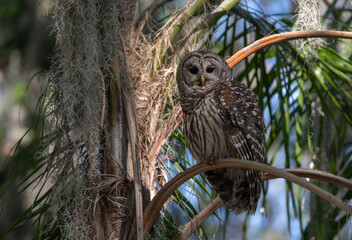 A barred owl in Florida 