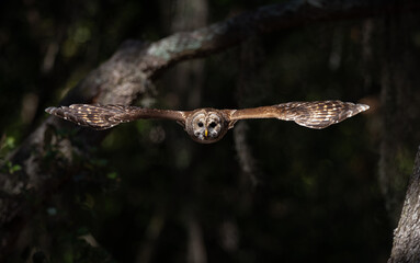 A barred owl in Florida 