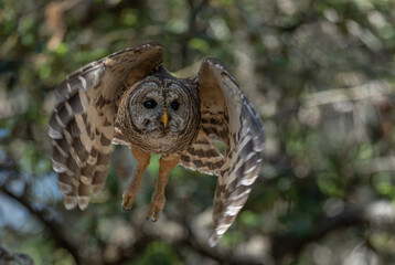 A barred owl in Florida 