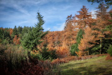 Crimson and Golden Leaves and Tranquil Woodland at Mortimer Forest, Shropshire–Herefordshire