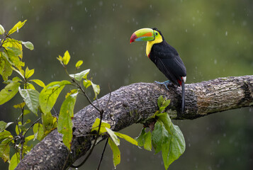 A toucan in Costa Rica 