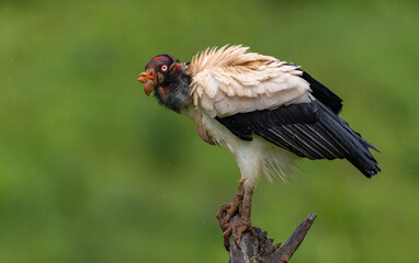 King Vulture in Costa Rica 